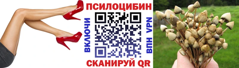 как найти наркотики  Гвардейск  Псилоцибиновые грибы MAGIC MUSHROOMS 